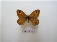 藏品(蛇目蝶科)的圖片